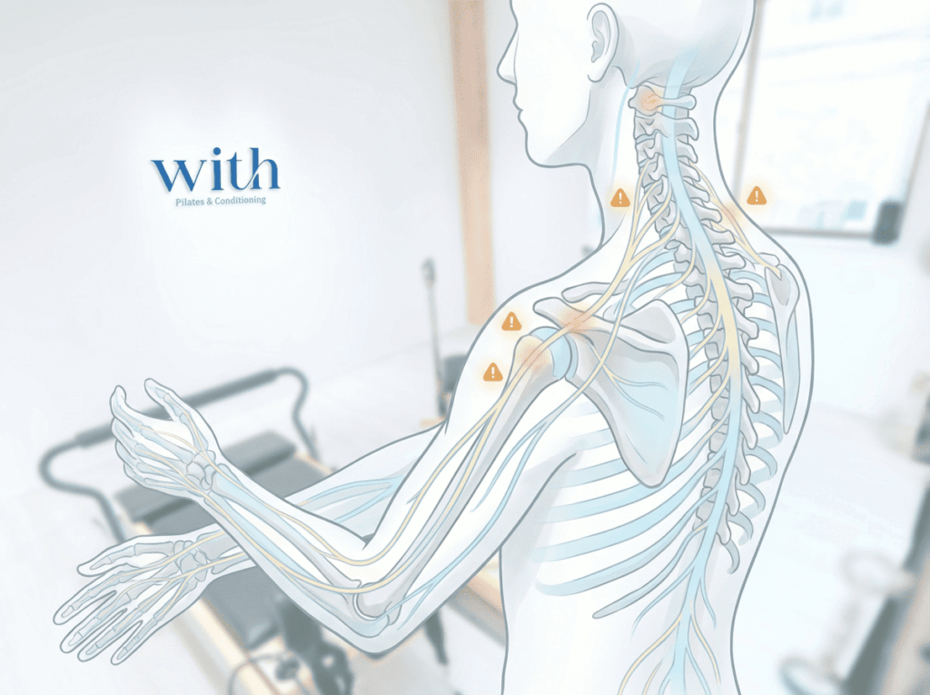 頸部から腕へ広がる神経走行の図｜首症状で注意すべきサインのイメージ