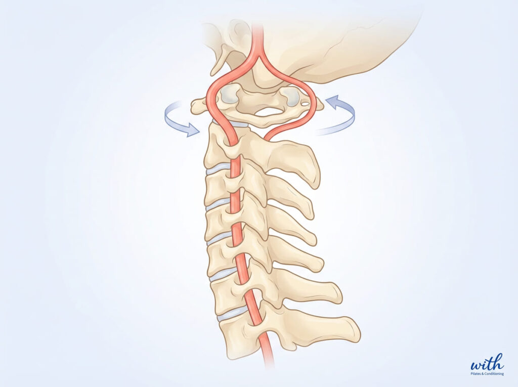 椎骨動脈の走行を示す解剖図｜頸部回旋と血管リスクの関係を説明するイメージ