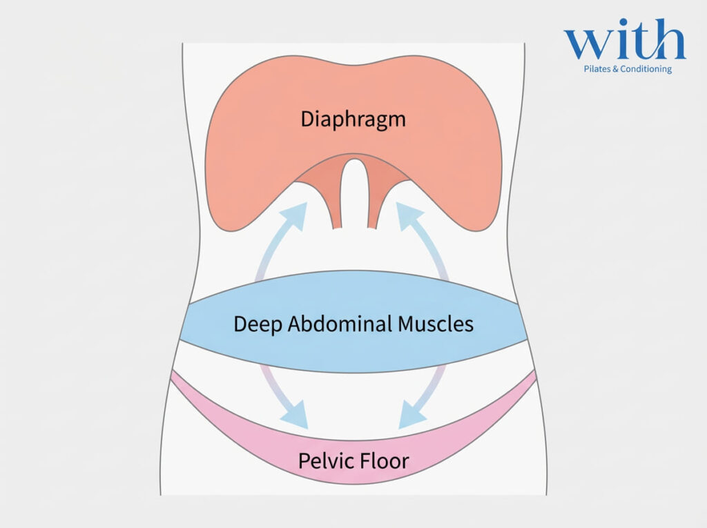 横隔膜と腹横筋・骨盤底筋の協調図｜体幹内圧と首の代償関係