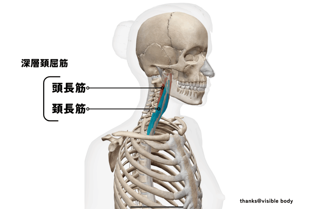 深層の頚屈筋である頭長筋、頚長筋のイメージ