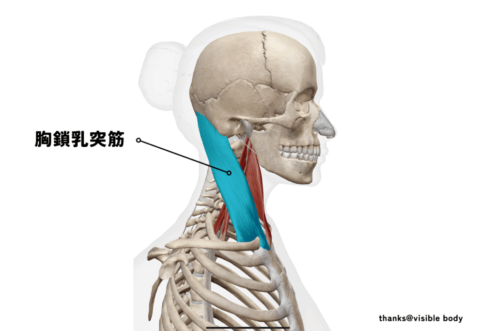 胸鎖乳突筋のイメージ